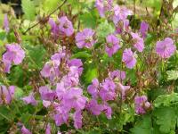 GERANIUM X CANTABRIGIENSE