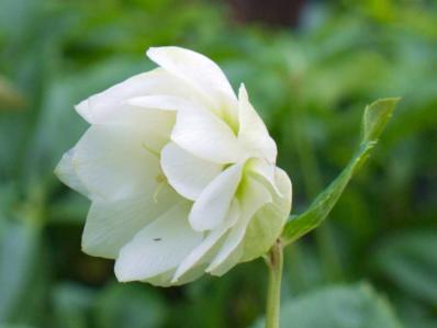 HELLEBORUS ORIENTALIS ‘DOUBLE HELLEN WHITE’