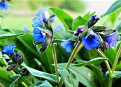 PULMONARIA DACICA 'MAWSON'