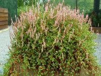 POLYGONUM VACCINIIFOLIUM