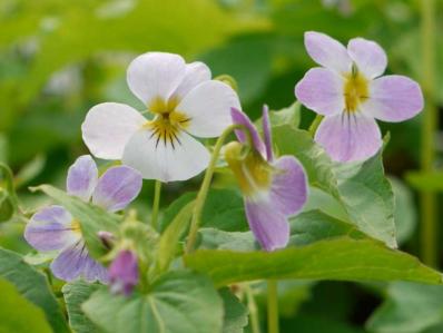 VIOLA CANADENSIS