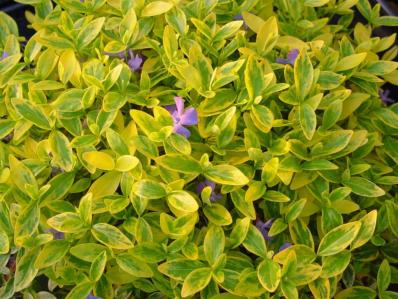 VINCA MINOR 'AUREOVARIEGATA' 