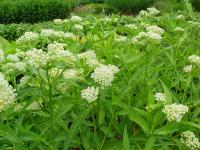 ASCLEPIAS INCARNATA 'ICE BALLET'