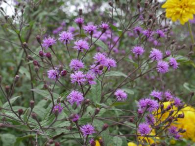 VERNONIA CRINITA 'MORVAN'