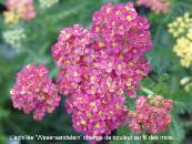 ACHILLEA 'WESERSANDSTEIN'