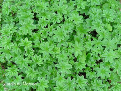 ALCHEMILLA SAXATILIS