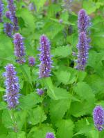 AGASTACHE RUGOSA