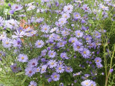 ASTER CORDIFOLIUS 'LITTLE CARLOW'