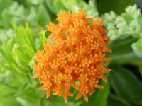 ASCLEPIAS TUBEROSA ssp INTERIOR