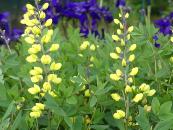 BAPTISIA SPHAEROCARPA