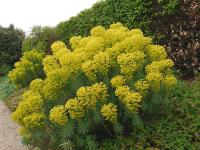 EUPHORBIA CHARACIAS SSP WULFENII