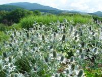 ERYNGIUM GIGANTEUM 'SILVER GHOST'