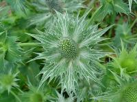 ERYNGIUM GIGANTEUM 'SILVER GHOST'