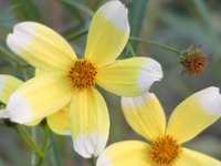 BIDENS HETEROPHYLLA 'HANNAY'S LEMON DROP'