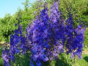 DELPHINIUM x CULTORUM 'FINSTERAARHORN'