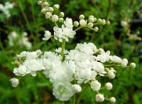 FILIPENDULA HEXAPETALA 'PLENA'