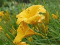 HEMEROCALLIS ‘STELLA DE ORO’