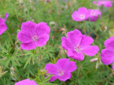 GERANIUM SANGUINEUM 'ELSBETH' 