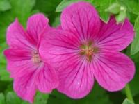 GERANIUM RIVERSLEAIANUM 'RUSSELL PRITCHARD'