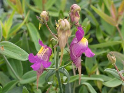 LINARIA TRIORNITHOPHORA