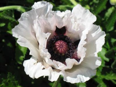 PAPAVER ORIENTALE ‘PERRY’S WHITE’