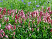 POLYGONUM AFFINE 'KABOUTER'