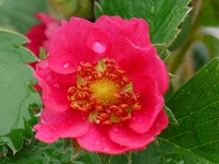 FRAGARIA VESCA 'ROTBLUHEND'