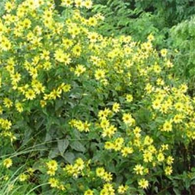 HELIANTHUS 'LIME LIGHT'