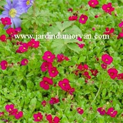 AUBRIETA 'BRESSINGHAM RED''