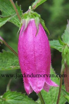 CAMPANULA 'CHERRY BELLS'