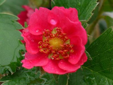 FRAGARIA VESCA ‘ROTBLUHEND’