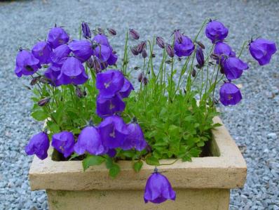 CAMPANULA PULLOIDES 'G.F. WILSON'