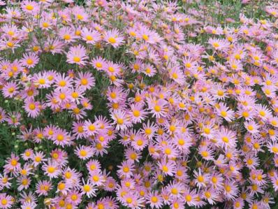 CHRYSANTHEMUM 'CLARA CURTIS'