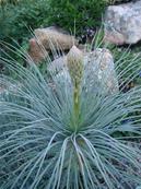 ASPHODELINE LUTEA