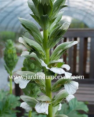 ACANTHUS MOLLIS RUE LEDAN'