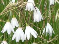 ACIS AUTUMNALIS