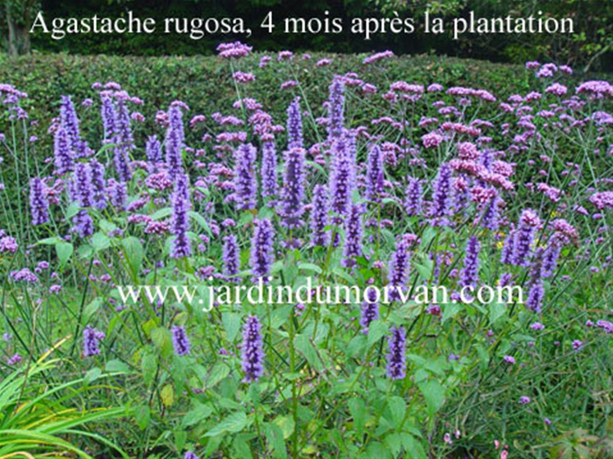 AGASTACHE RUGOSA une plante vivace du Jardin du Morvan, la pépinière de ...
