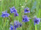 AQUILEGIA VULGARIS