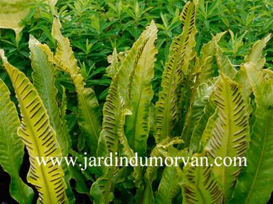 ASPLENIUM SCOLOPENDRIUM CRISTATUM'