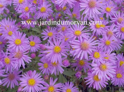 ASTER AMELLUS 'LADY HINDLIP'