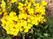 ASTER LINOSYRIS