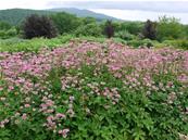 ASTRANTIA MAJOR 'ROMA'