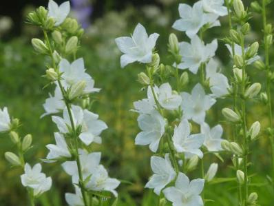 CAMPANULA LATILOBA 'ALBA'