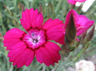 DIANTHUS MYRTINERVIUS