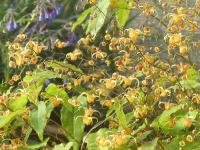 EPIMEDIUM x 'AMBER QUEEN'