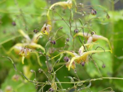 EPIMEDIUM WUSHANENSE ‘CARAMEL’ 