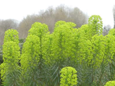 EUPHORBIA CHARACIAS SSP WULFENII