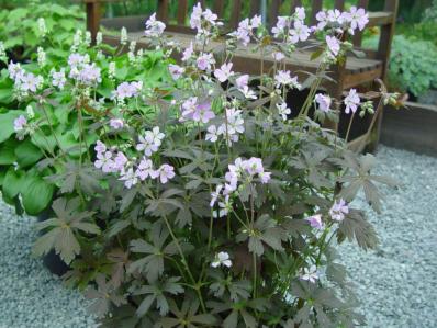 GERANIUM MACULATUM 'EXPRESSO'