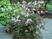 GERANIUM MACULATUM 'EXPRESSO'