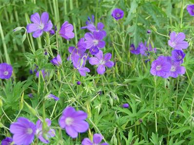 GERANIUM 'NIMBUS'